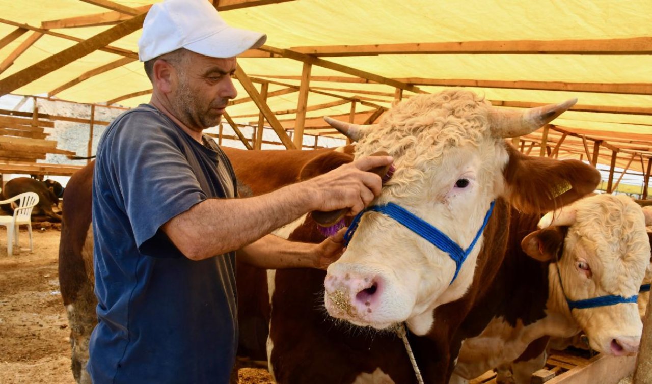 Kurban pazarında üç boğa toplam 680 bin liraya satıldı