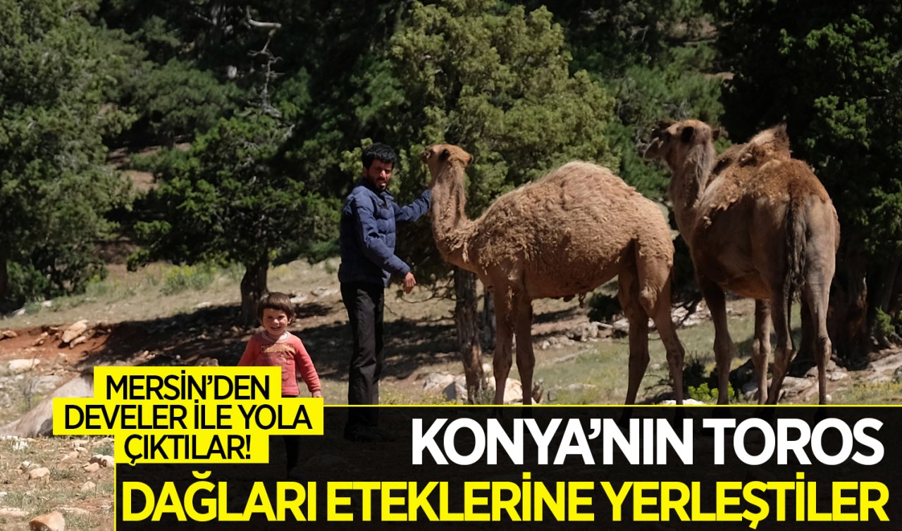 Mersin’den develer ile yola çıktılar! Konya’nın Toros Dağları eteklerine yerleştiler