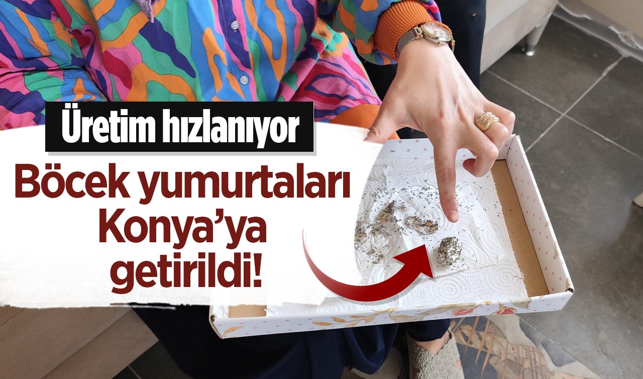 Böcek yumurtaları Konya’ya getirildi! Üretim hızlanıyor
