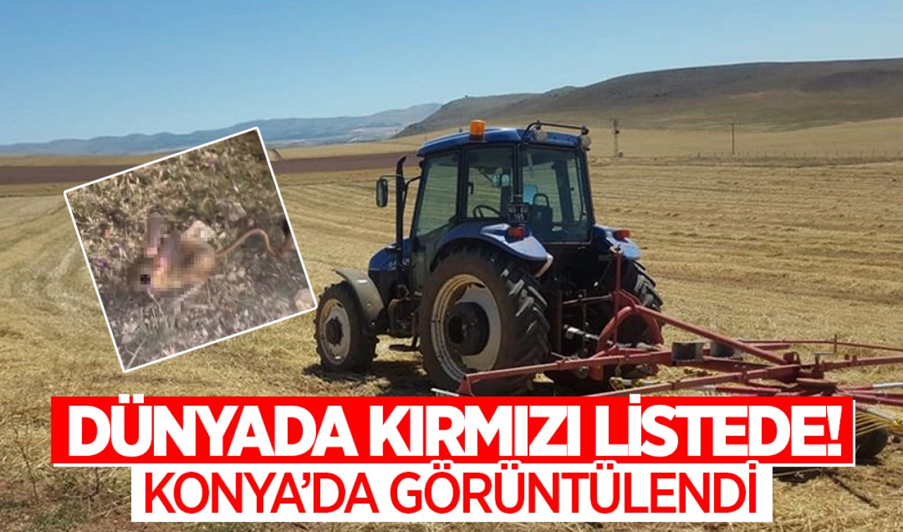 Konya’da görüntülendi! Tavşan gibi kulakları, kanguru gibi arka ayakları, fare gibi gövdesi var