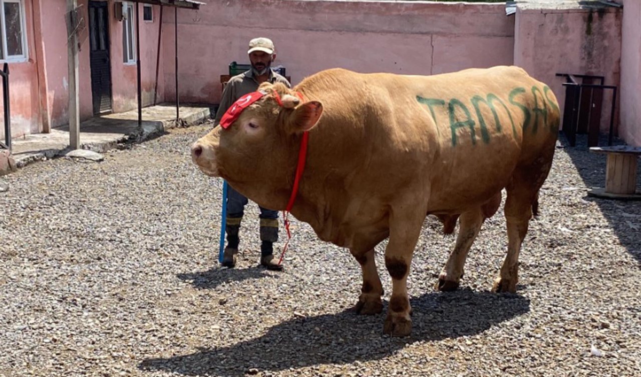 Namı Şahmurat! 1 ton 150 kiloluk boğa 300 bin liraya satıldı