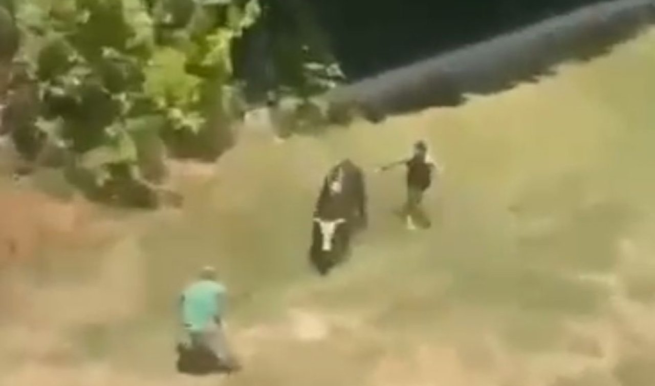 Sahibinin elinden kaçan boğa parka girdi