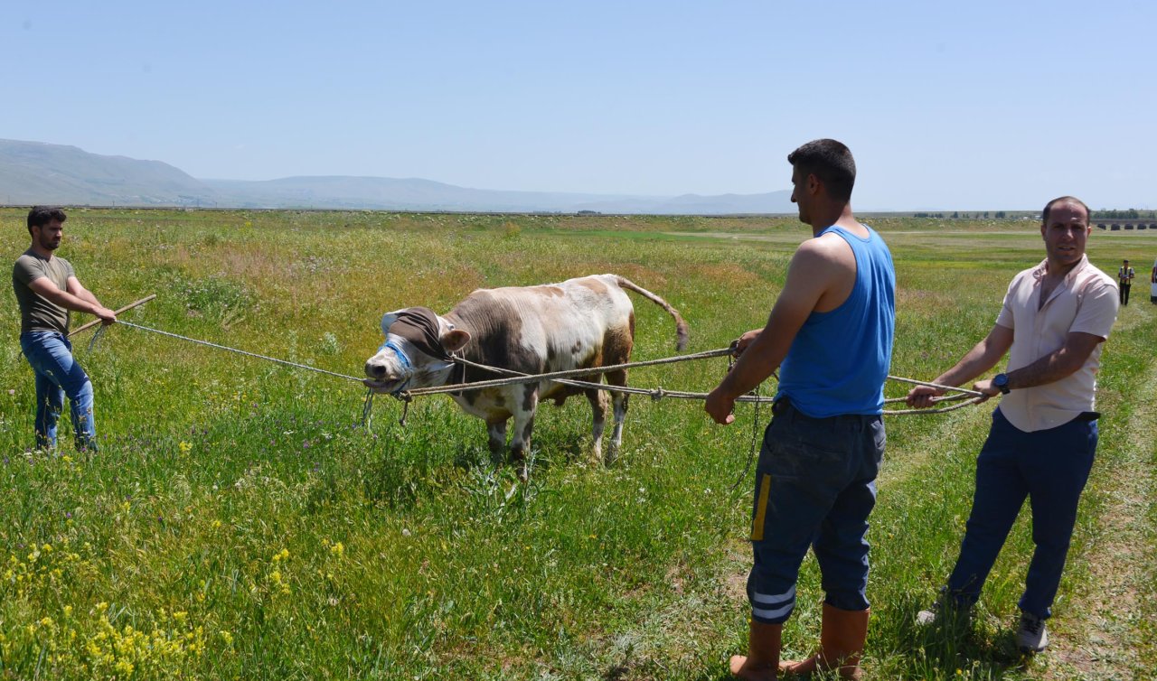  Kaçan boğaya uyuşturucu iğne atıp kementle yakaladılar! Sahibi boynuz darbelerinden son anda kurtuldu