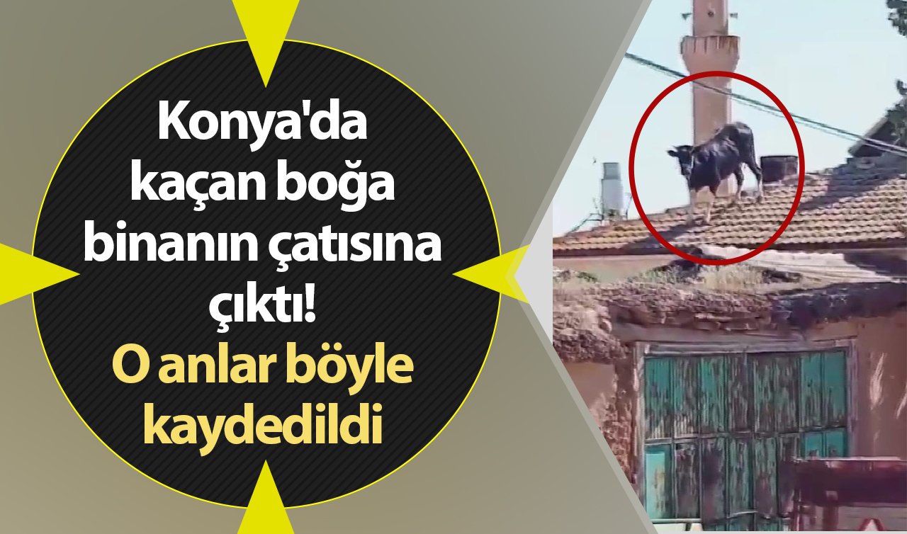 Konya’da kaçan boğa binanın çatısına çıktı! O anlar böyle kaydedildi 