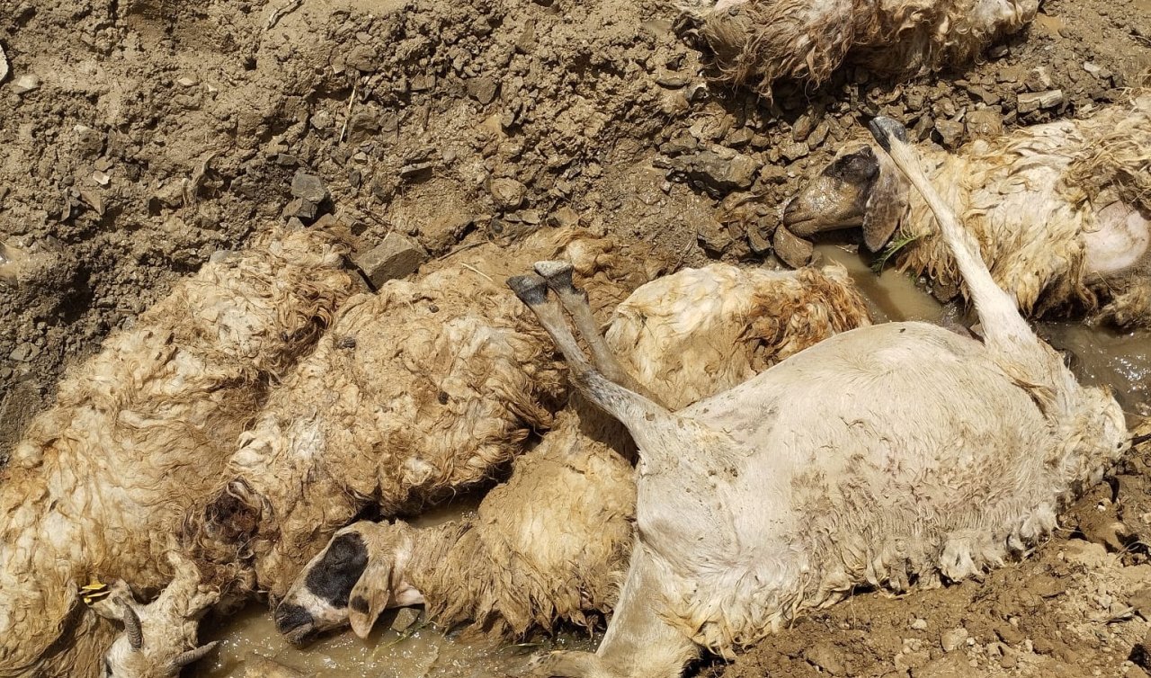 Sürüdeki koyunun peşinden 27 koyun daha uçuruma atlayıp öldü