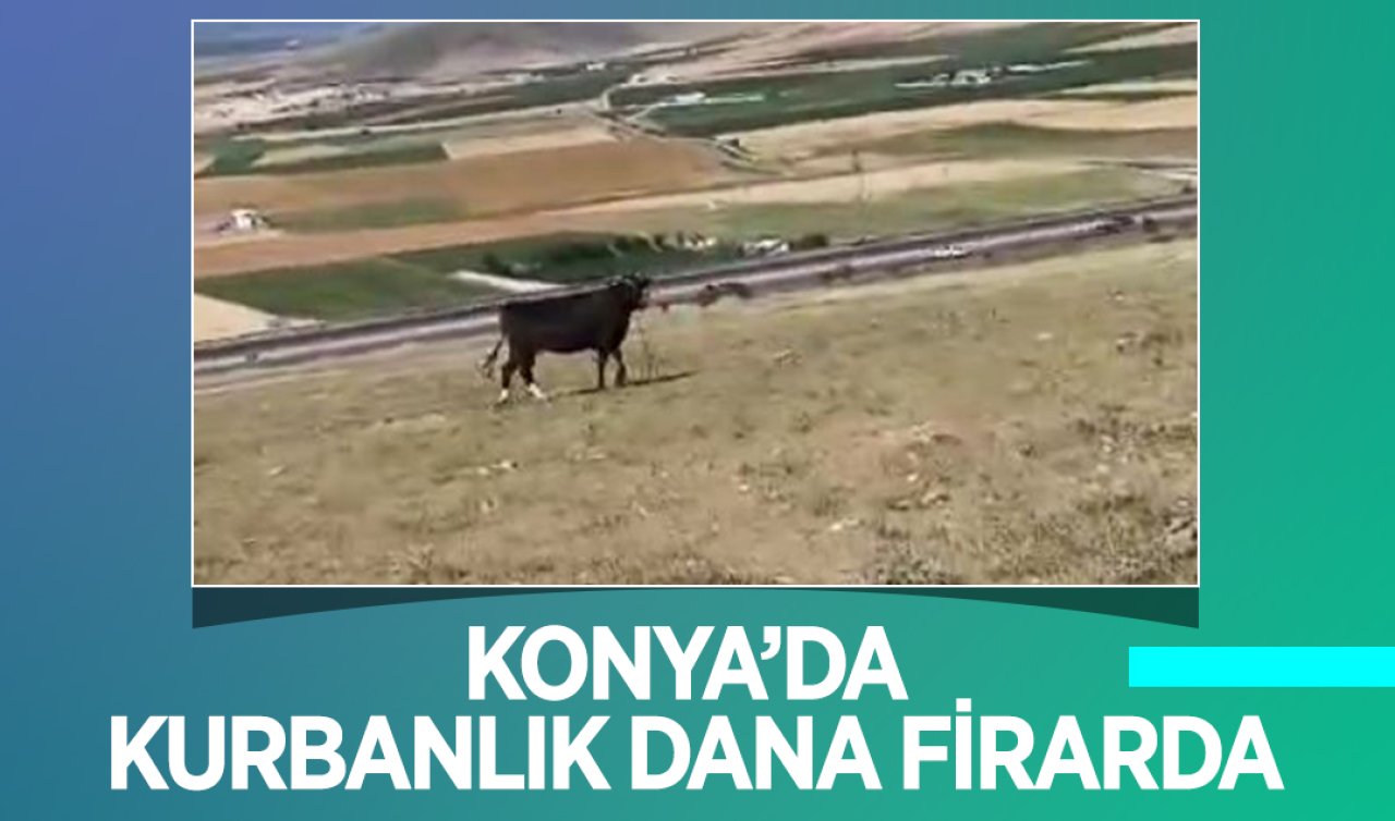 Konya’da kurbanlık dana firarda! 