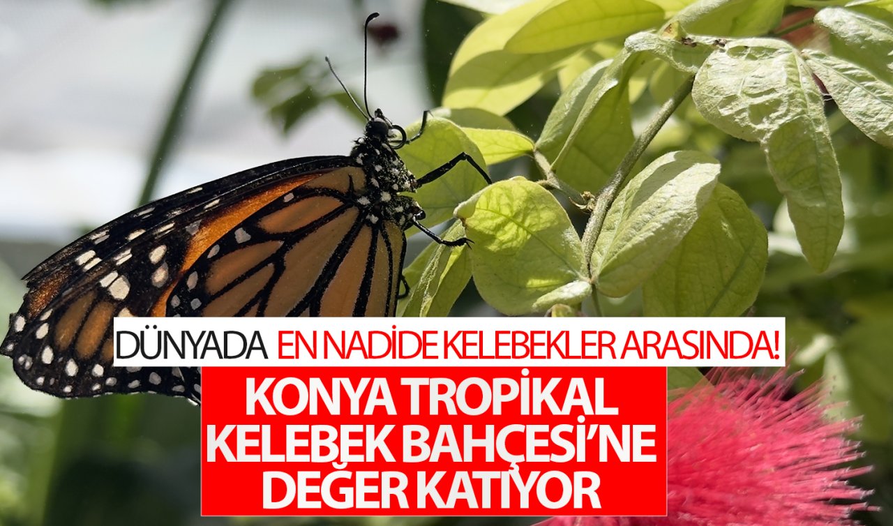 Dünyada en nadide kelebekler arasında! Konya Tropikal Kelebek Bahçesi’ne değer katıyor 