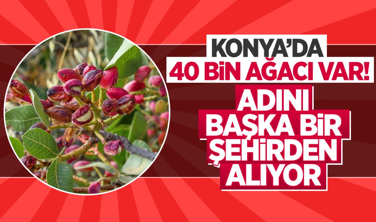 Konya’da 40 bin ağacı var! Türkiye’nin en sevilen kuruyemişi! 40 ton üretilecek 