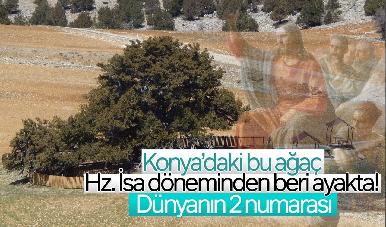 Konya’daki bu ağaç Hz. İsa döneminden beri ayakta! Dünyanın 2 numarası 