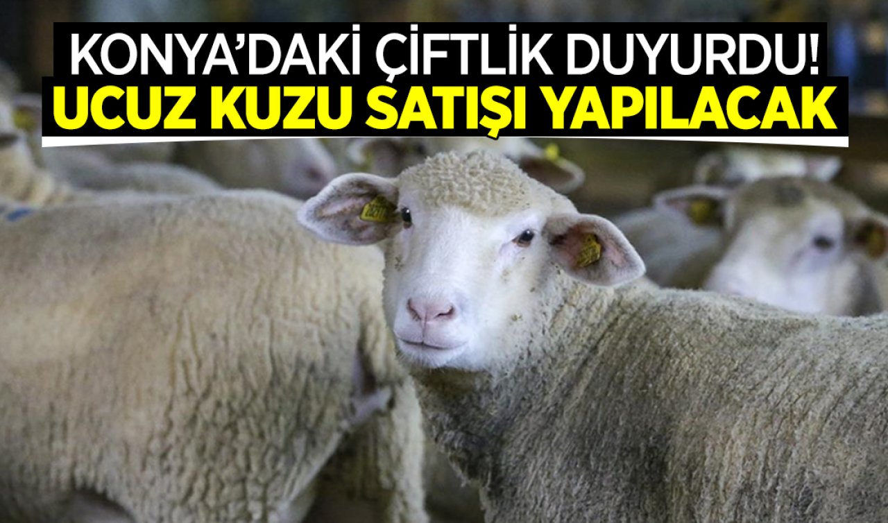 Konya’daki çiftlik duyurdu! Ucuz kuzu satışı yapılacak 