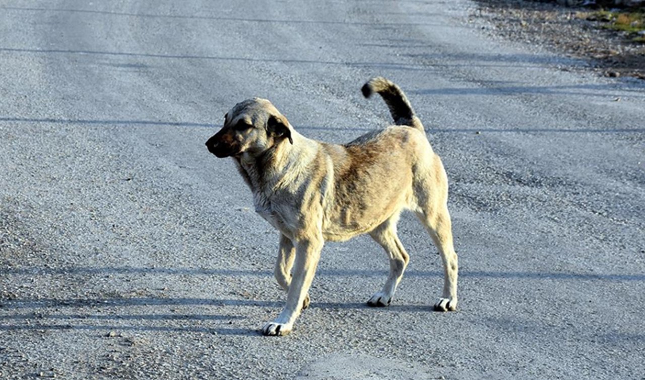 Sahipsiz köpek ısırdı! Mahalle kuduz karantinasına alındı