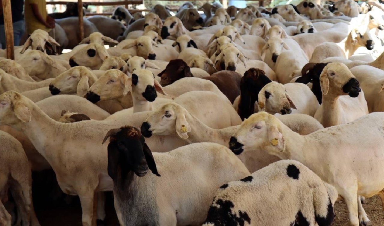 Bayramda 2,7 milyondan fazla kurbanlık satıldığı tahmin ediliyor