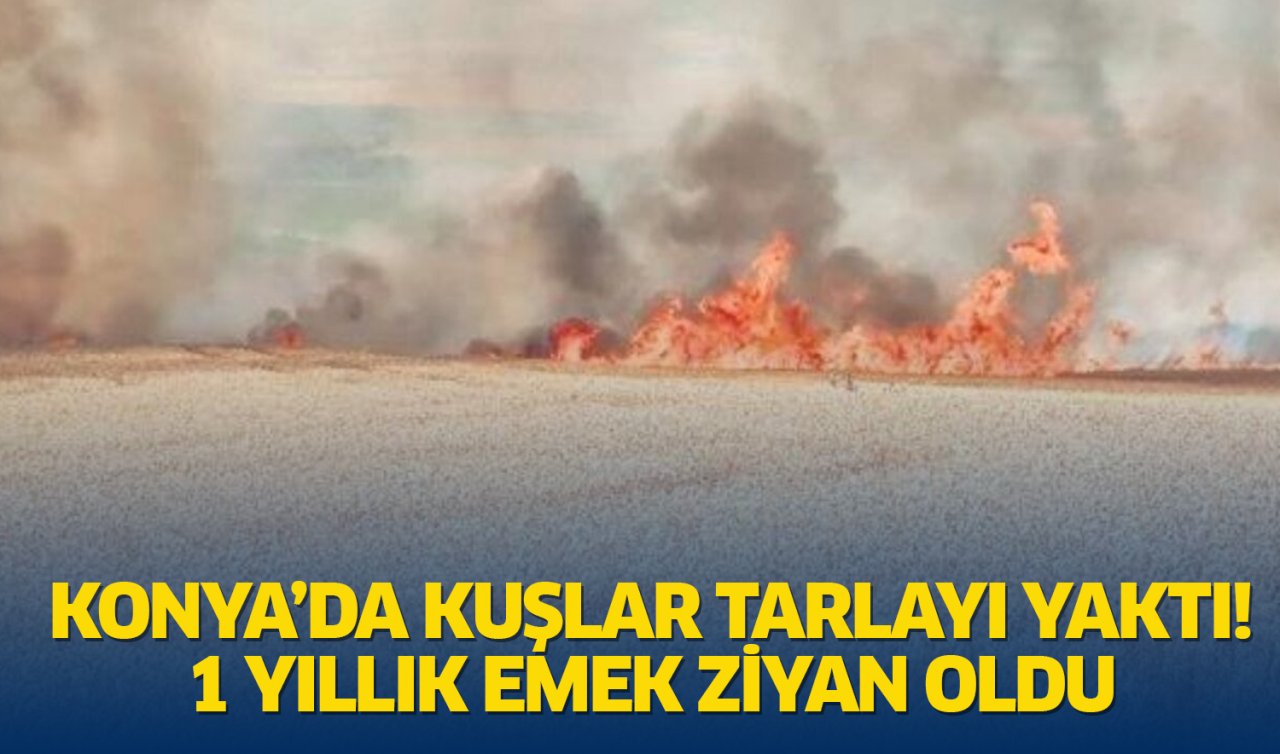 Konya’da kuşlar tarlayı yaktı! 1 yıllık emek ziyan oldu