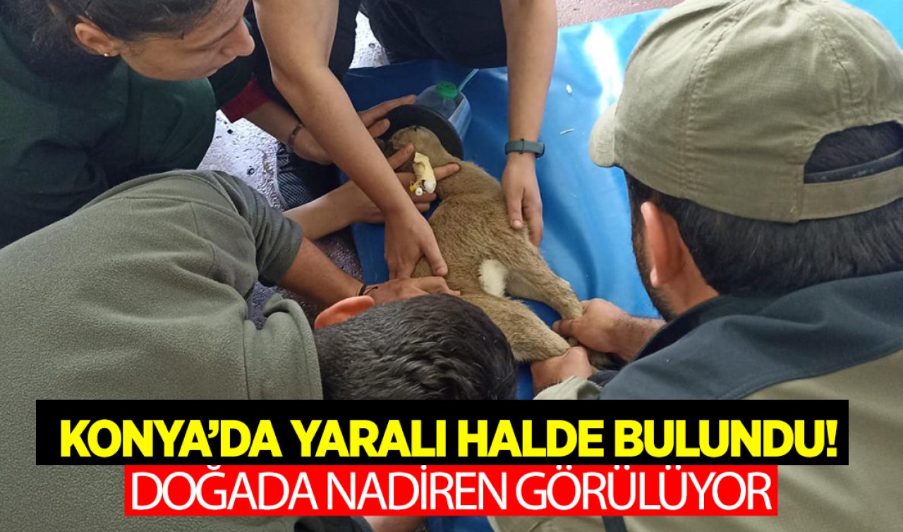Konya’da yaralı halde bulundu! Doğada nadiren görülüyor 