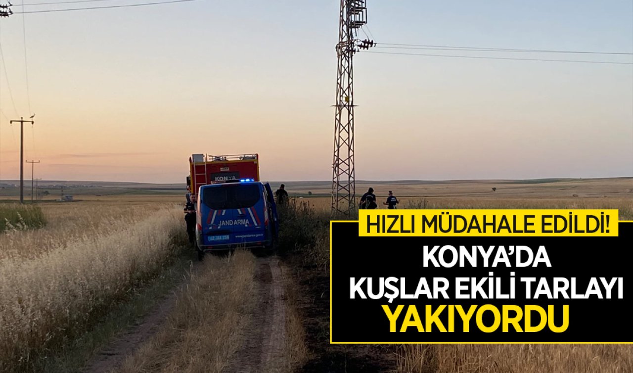 Konya’da kuşlar ekili tarlayı yakıyordu! Hızlı müdahale edildi 