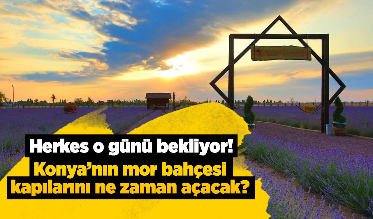 Herkes o günü bekliyor! Konya’nın mor bahçesi kapılarını ne zaman açacak?