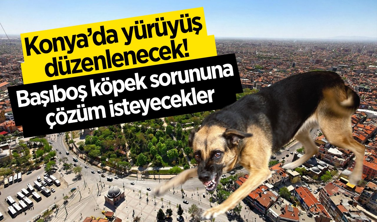 Konya’da yürüyüş düzenlenecek! Başıboş köpek sorununa çözüm istenecek