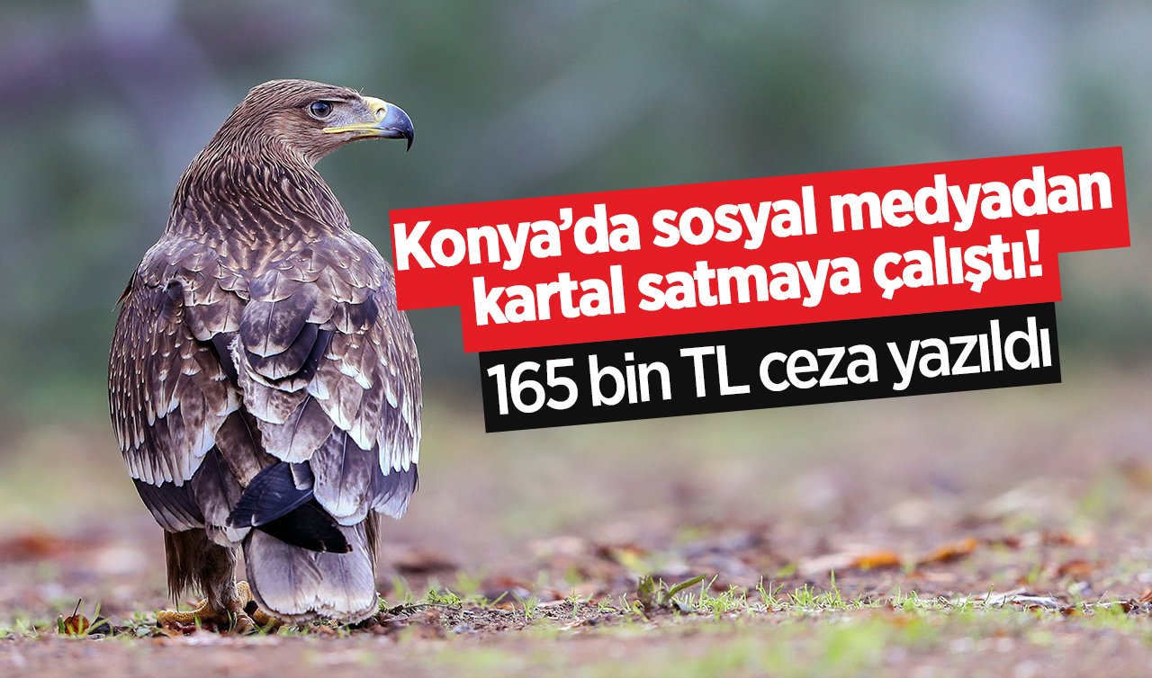 Konya’da sosyal medyadan kartal satmaya çalıştı! Cezası hemen yazıldı