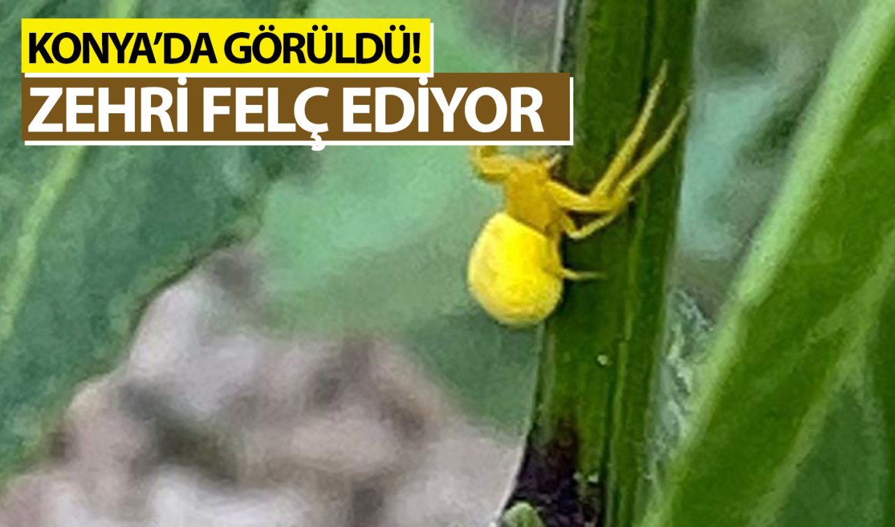 Konya’da görüldü! Zehri avlarını felç ediyor: Kamufle yeteneği sayesinde yaşadığına dair bir kanıt yoktu