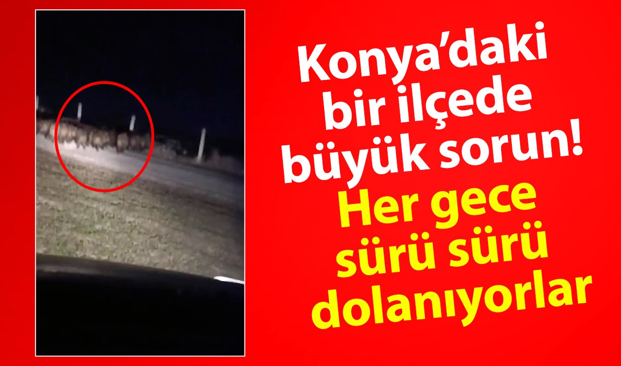 Konya’daki bir ilçede büyük sorun! Her gece sürü sürü dolanıyorlar