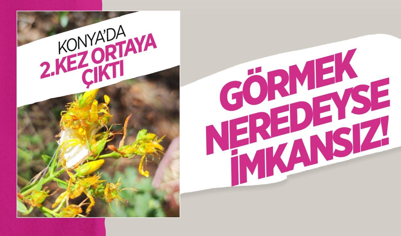  Konya’da 2.kez ortaya çıktı! Görmek neredeyse imkansız
