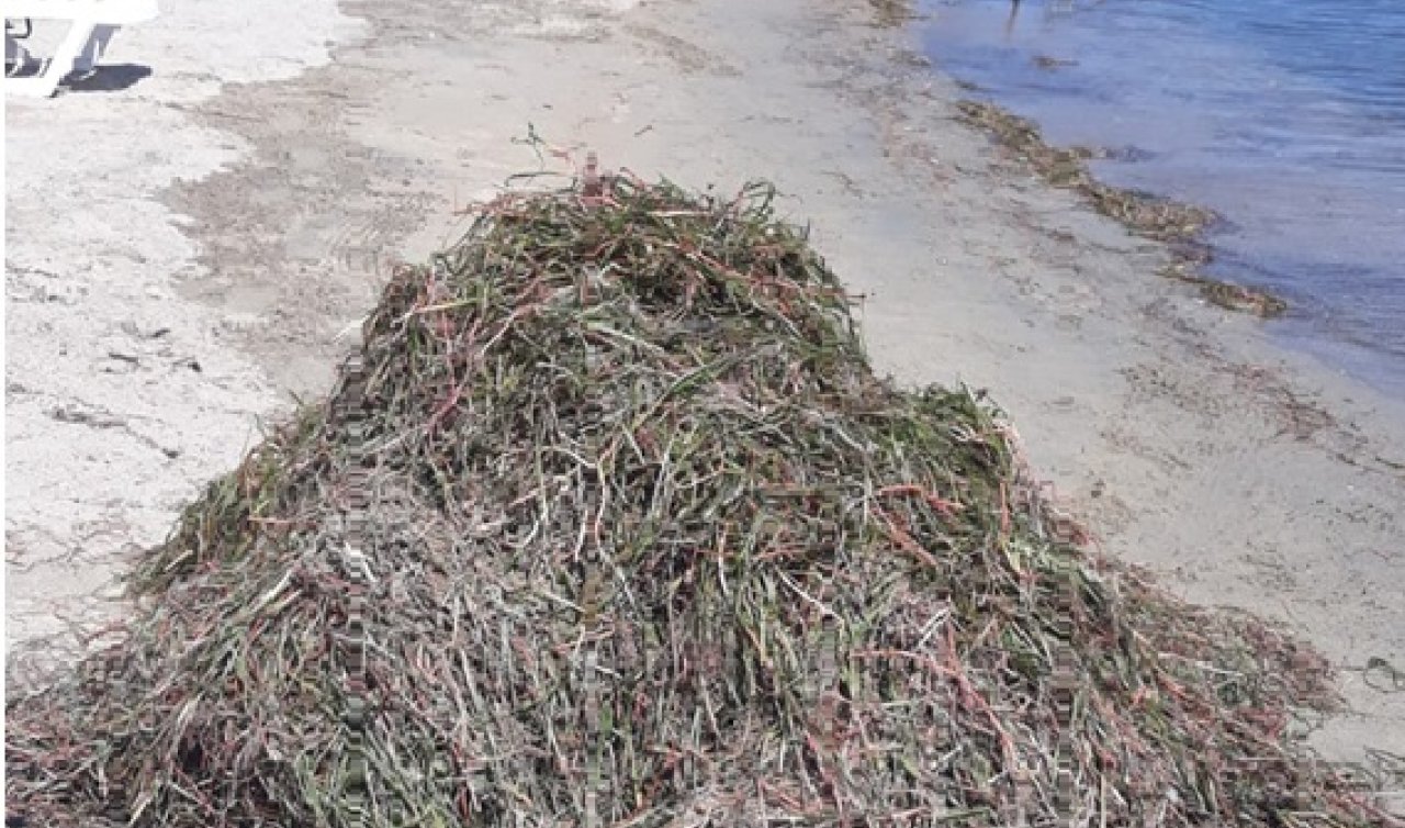 Koruma altındaki deniz çayırları söküldü