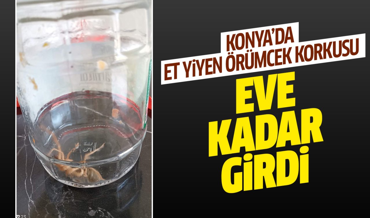 Konya’da et yiyen örümcek korkusu! Eve kadar girdi