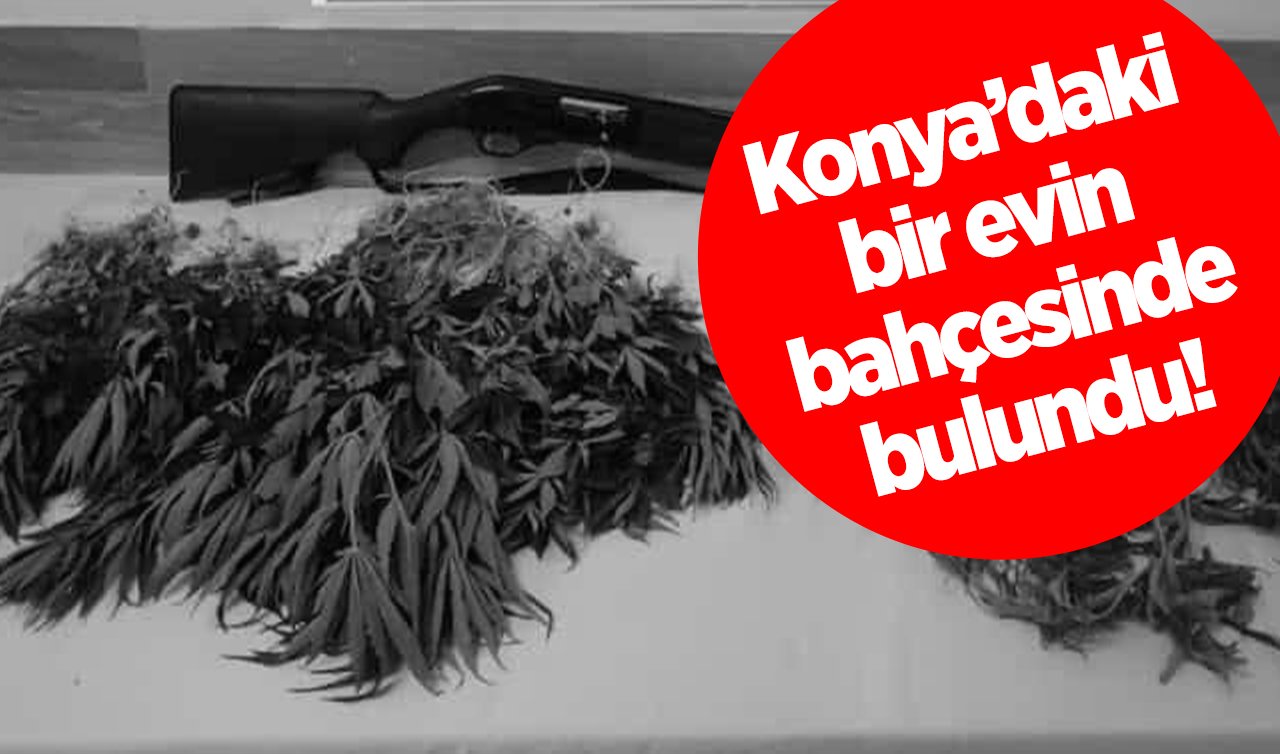  Konya’daki bir evin bahçesinde bulundu! TAM 61 kök