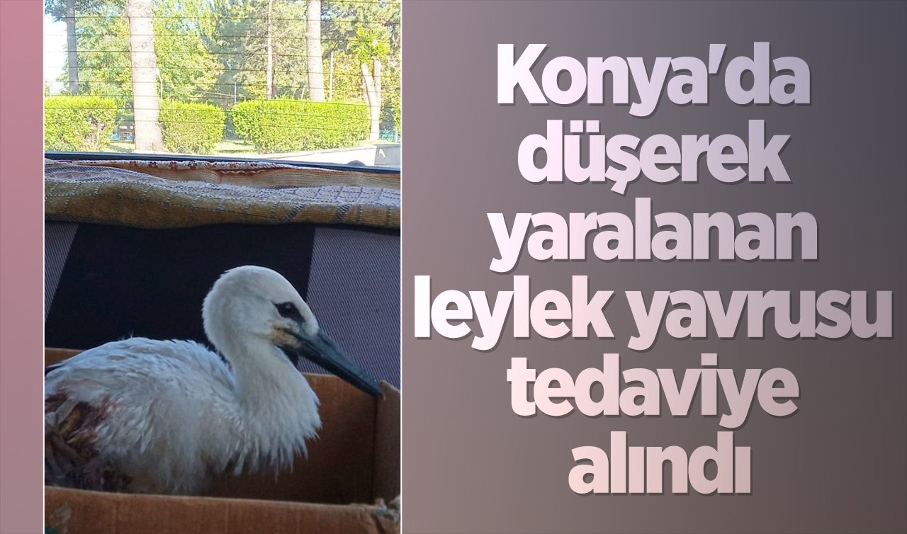 Konya’da düşerek yaralanan leylek yavrusu tedaviye alındı