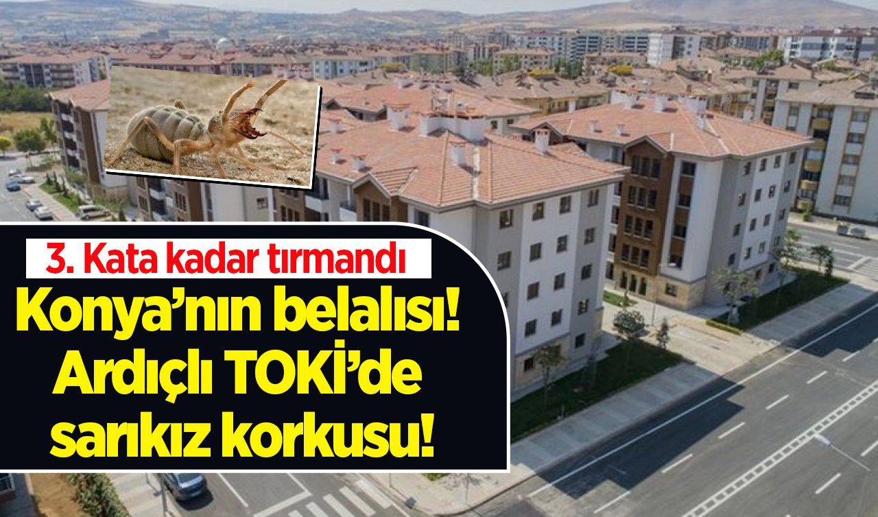  Konya’nın belalısı! Ardıçlı TOKİ’de sarıkız korkusu! 3. Kata kadar tırmandı 