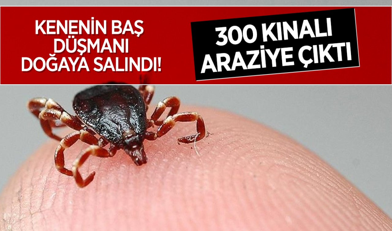 Kenenin baş düşmanı Aksaray’da doğaya salındı! 300 kınalı araziye çıktı