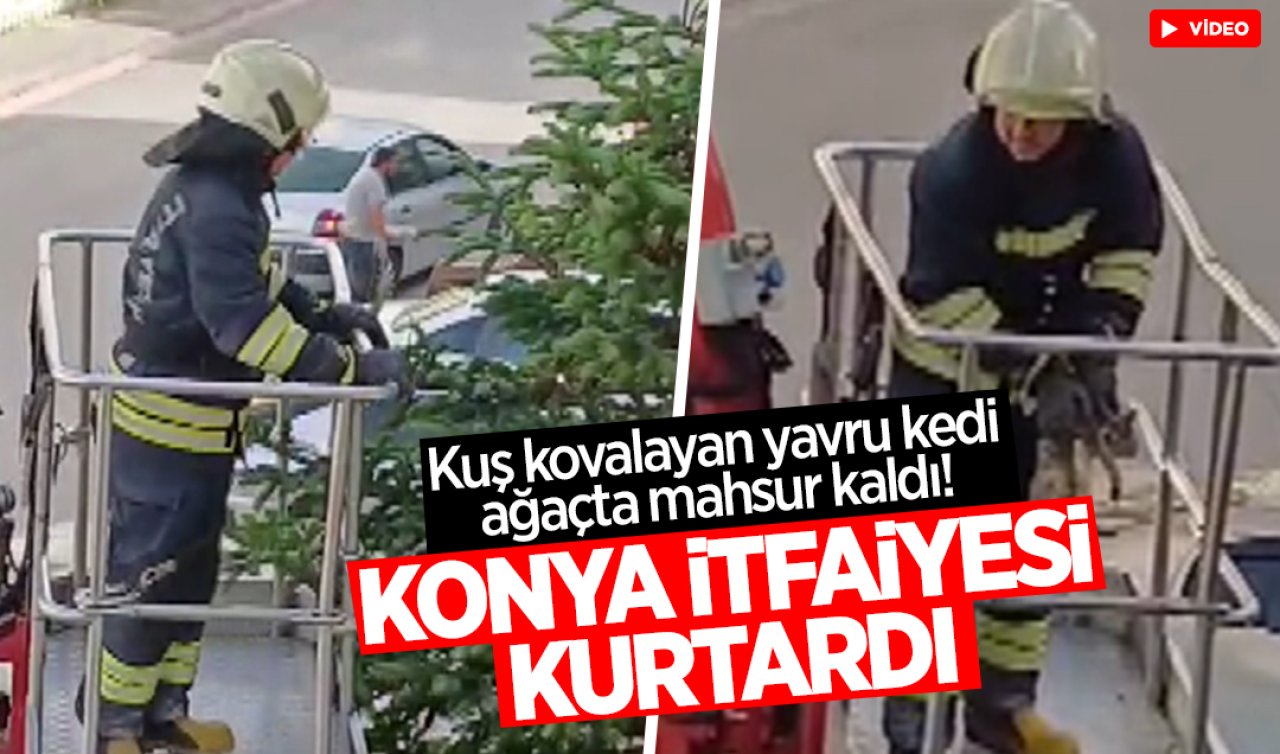 Kuş kovalayan yavru kedi ağaçta mahsur kaldı! Konya itfaiyesi kurtardı (VİDEO HABER)