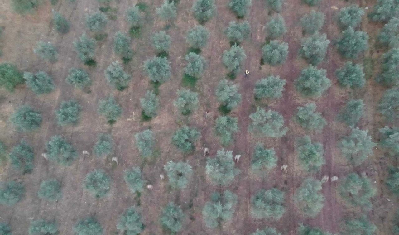  7 kırsal mahallede uyuşturucu operasyonu; 4 gözaltı