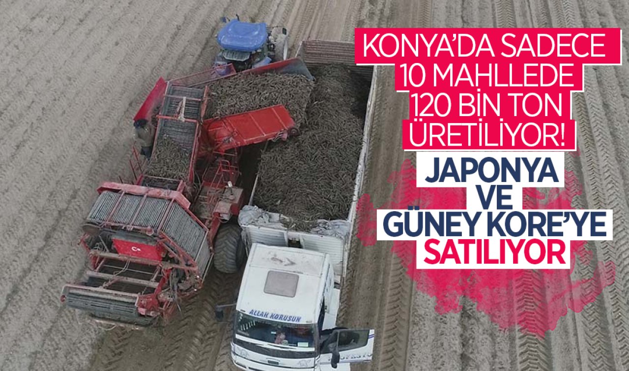 Konya’da sadece 10 mahallede 120 bin ton üretiliyor! Japonya ve Güney Kore’ye satılıyor
