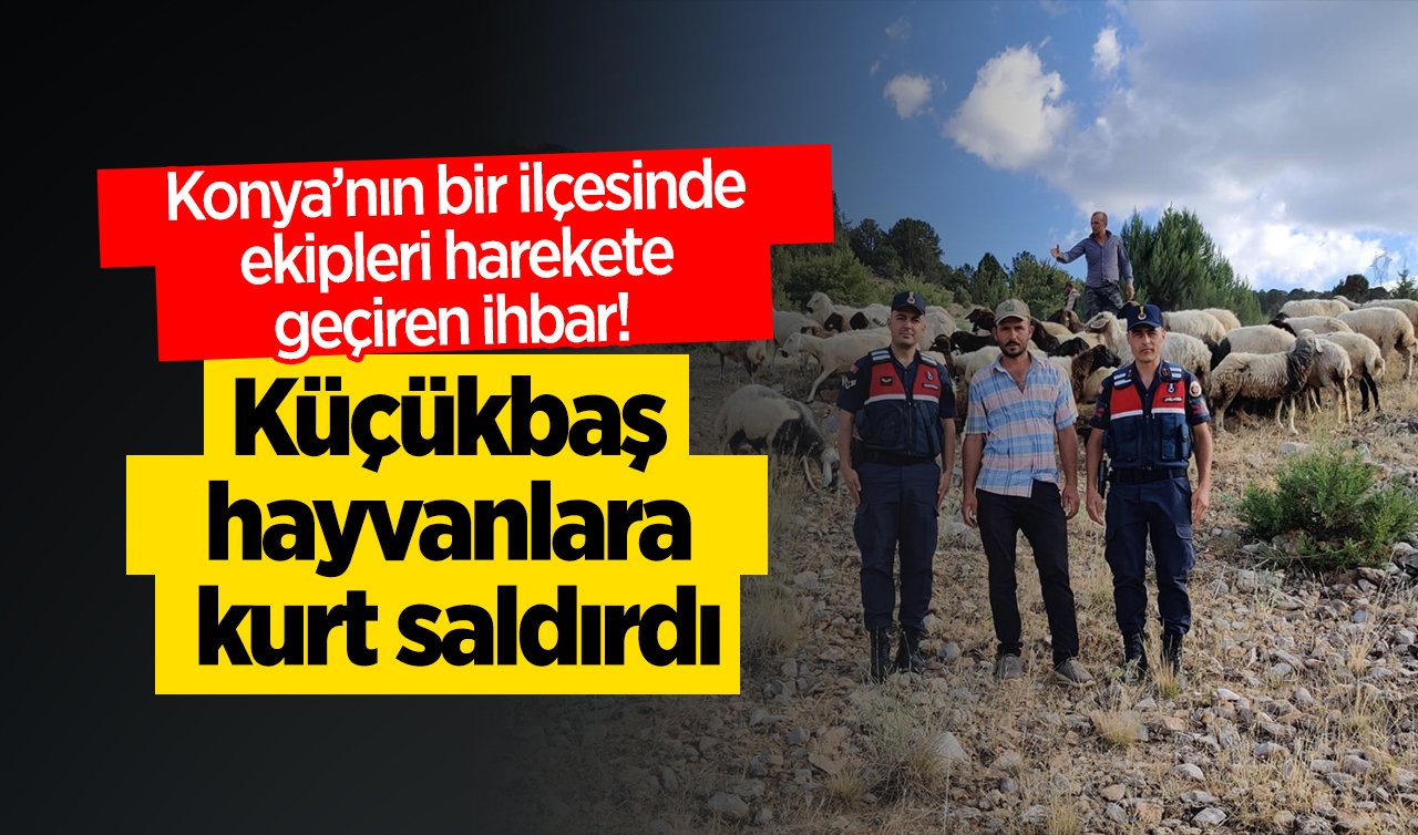 Konya’nın bir ilçesinde ekipleri harekete geçiren ihbar! Küçükbaş hayvanlara kurt saldırdı: Böyle bulundu!
