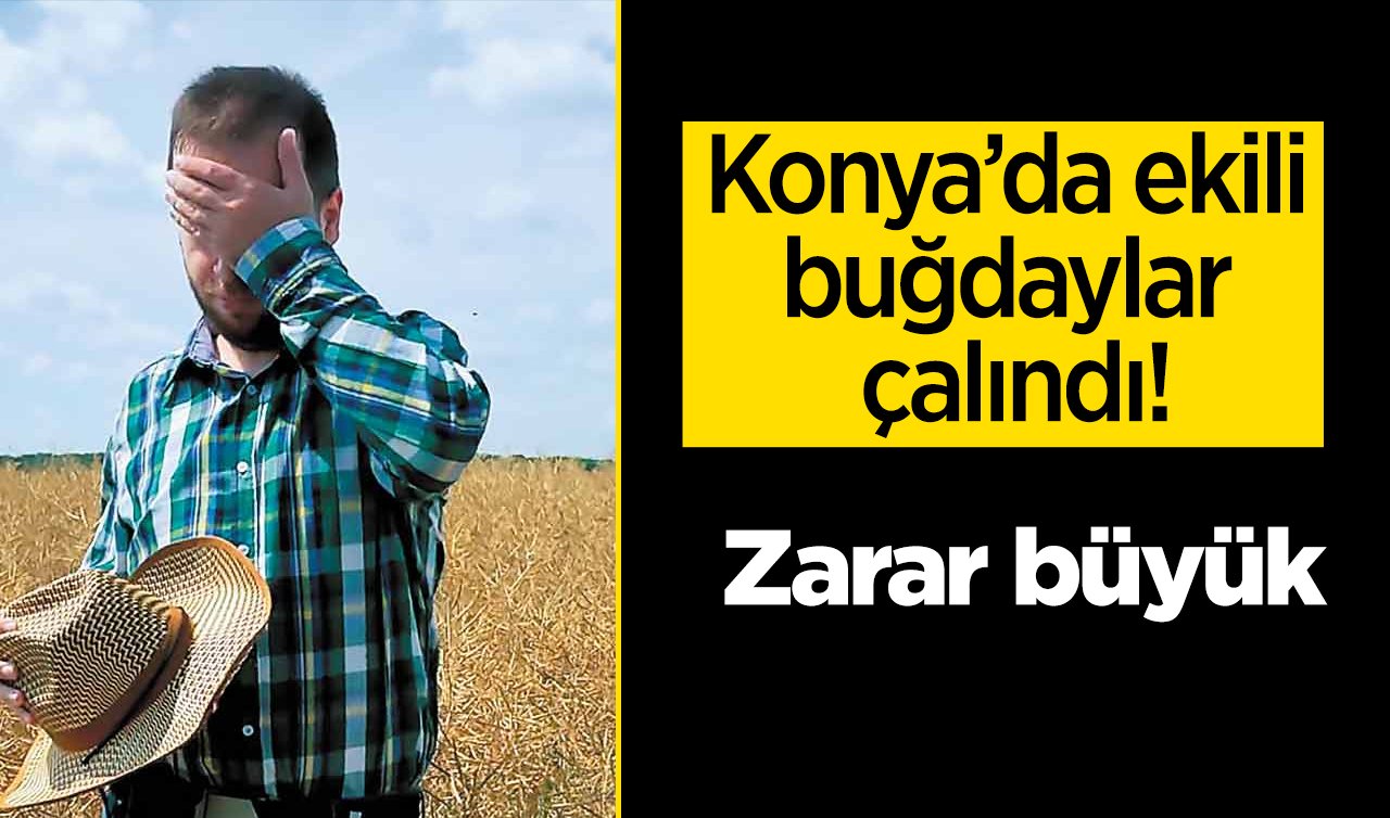 Konya’da ekili buğdaylar çalındı! Zarar büyük