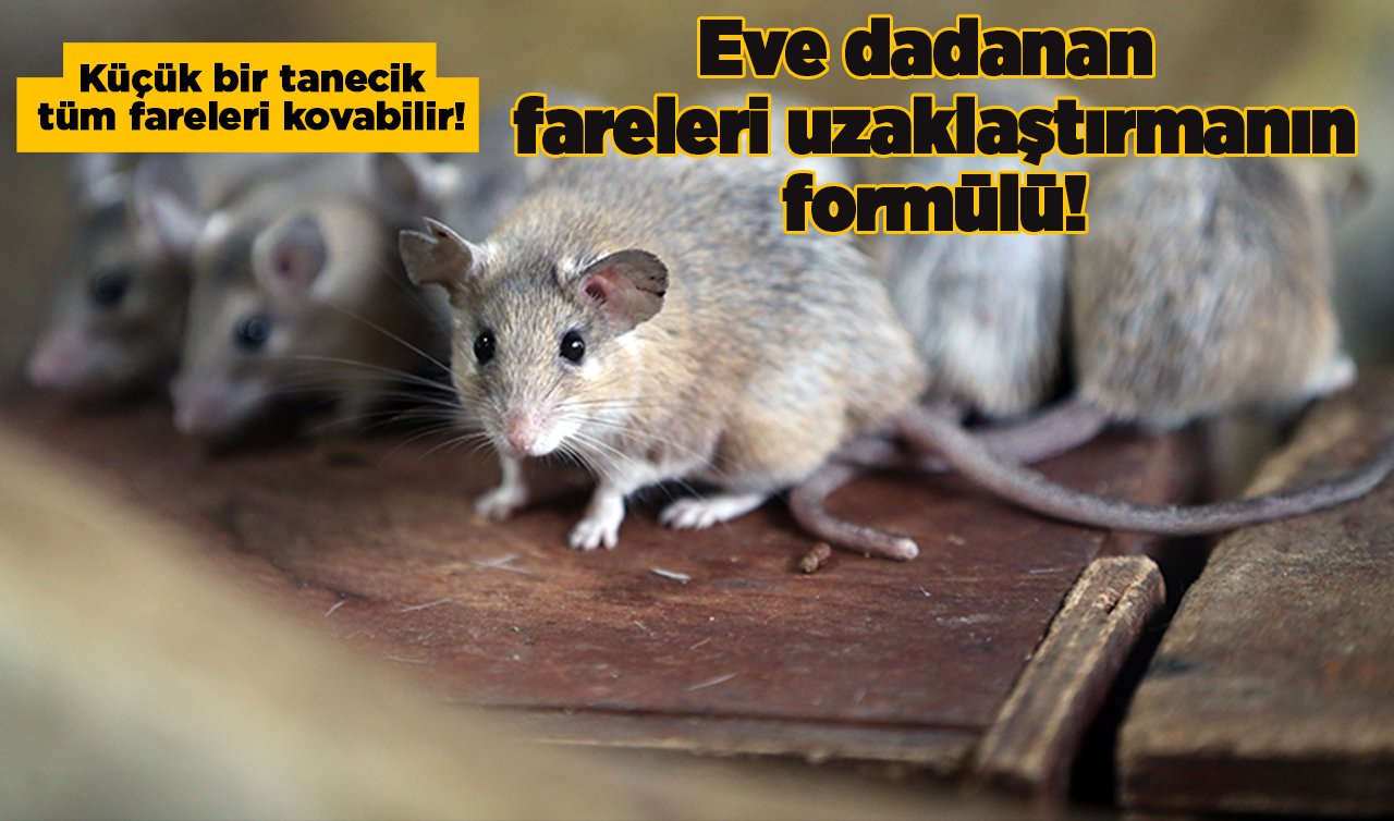  Eve dadanan fareleri uzaklaştırmanın formülü! Küçük bir tanecik tüm fareleri kovabilir! 