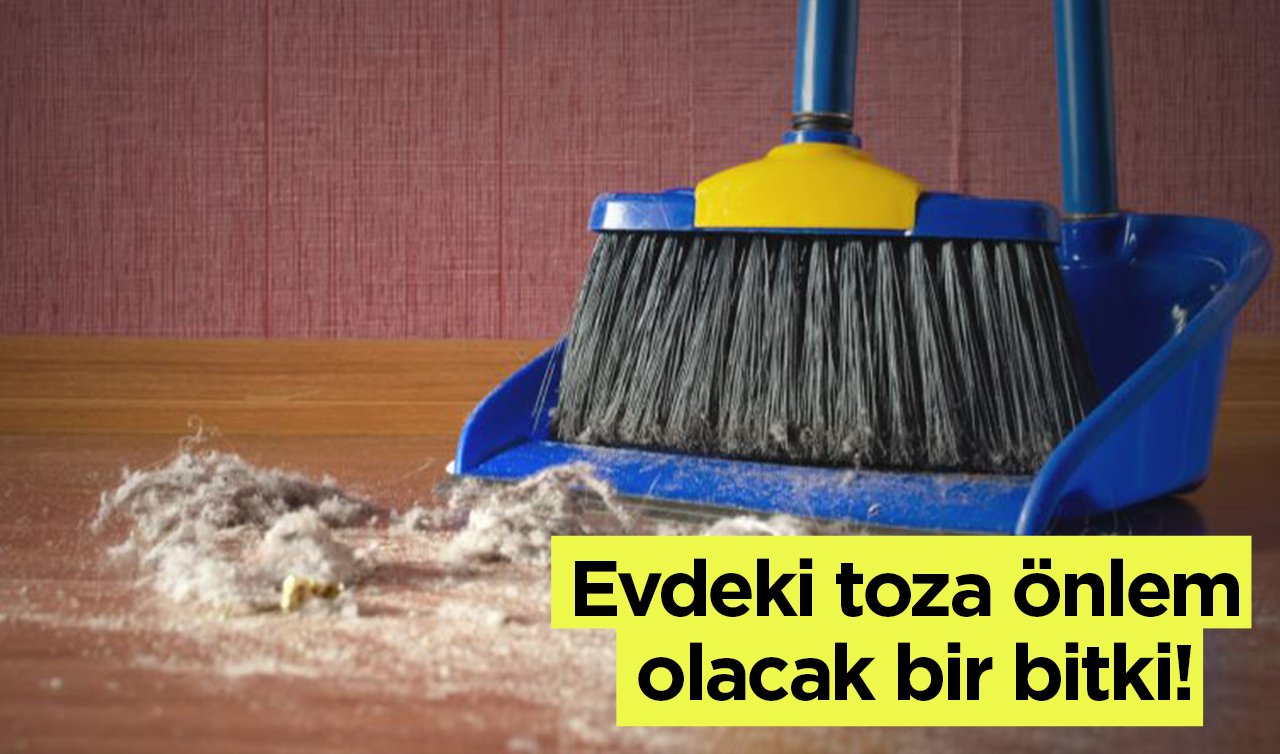 Evdeki toza önlem olacak bir bitki! Hem dekoratif hem de evdeki tozları topluyor...