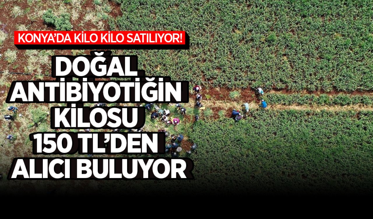Konya’da kilo kilo satılıyor! Doğal antibiyotiğin kilosu 150 TL’den alıcı buluyor