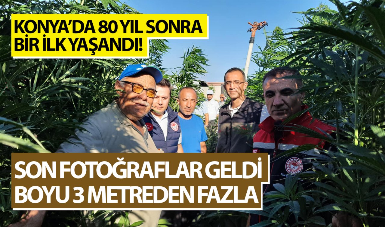 Konya’da 80 yıl sonra bir ilk yaşandı! Son fotoğraflar geldi! Boyu 3 metreden fazla