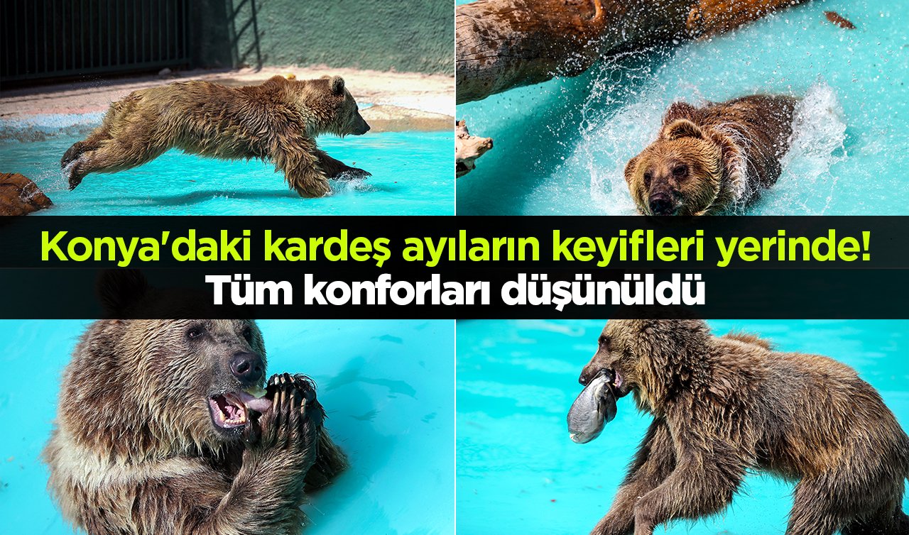 Konya’daki kardeş ayıların keyifleri yerinde!  Tüm konforları düşünüldü  