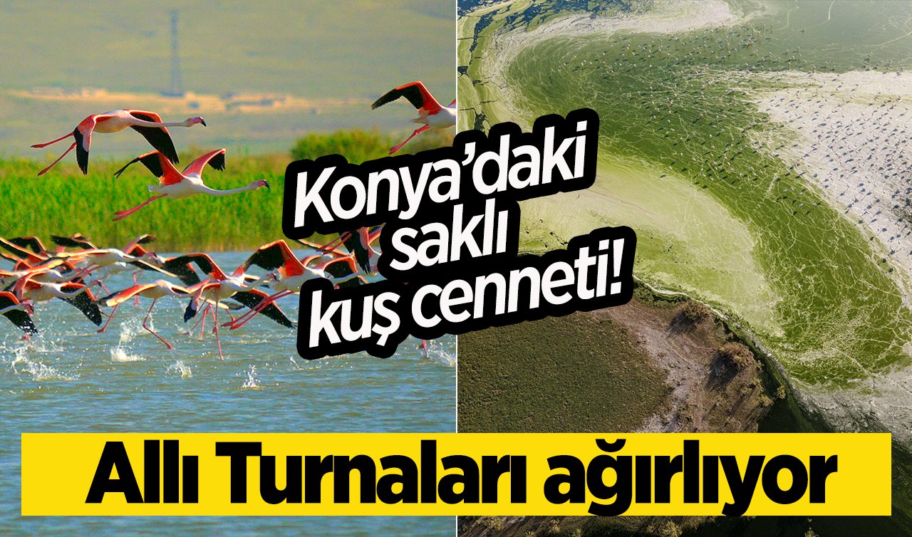 Konya’daki saklı kuş cenneti! Allı Turnaları ağırlıyor