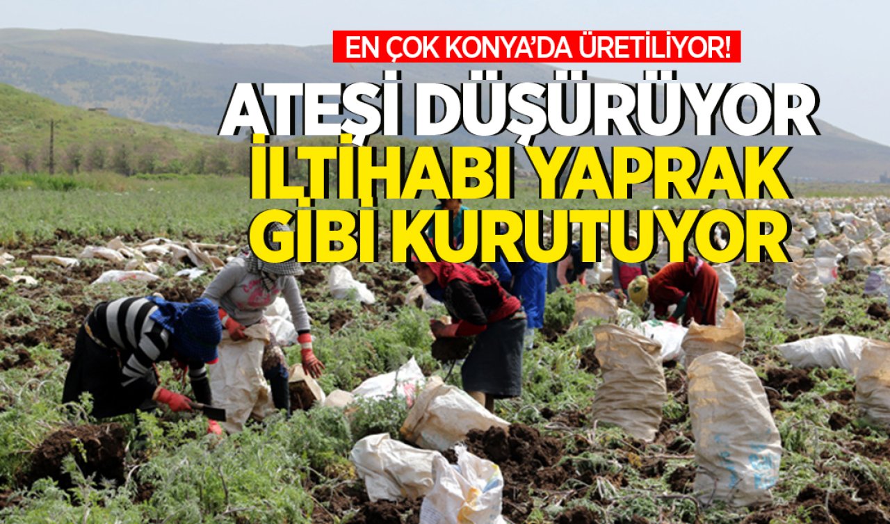 En çok Konya’da üretiliyor! Ateşi düşürüyor iltihabı yaprak gibi kurutuyor 