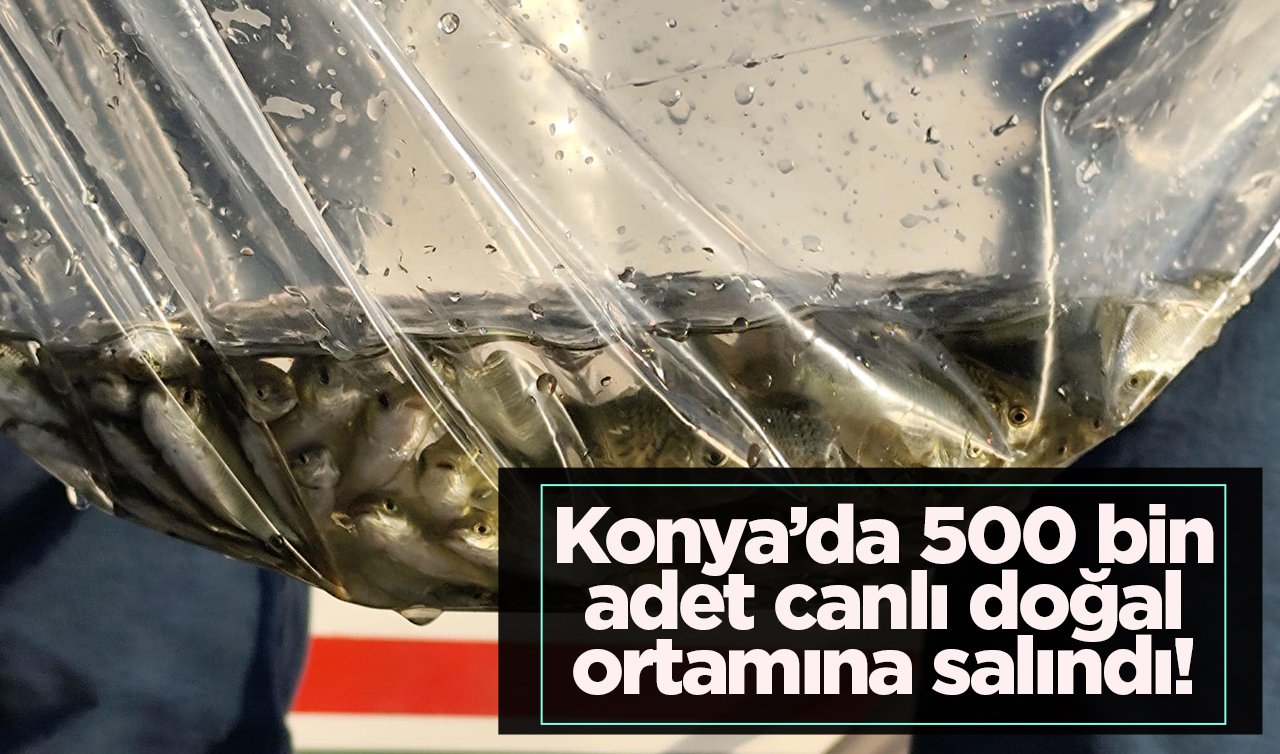 Konya’da 500 bin adet canlı doğal ortamına salındı!
