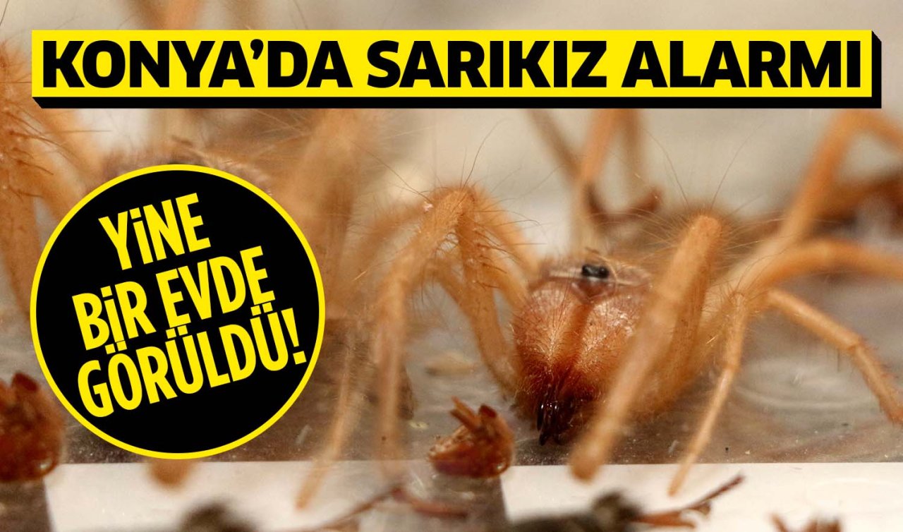 Konya’da “sarı kız örümceği’’ alarmı: Yine bir evde görüldü!