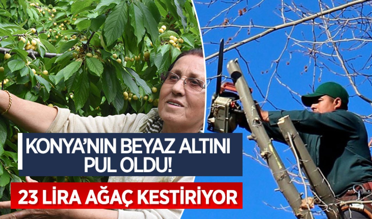 Konya’nın beyaz altını pul oldu! 23 lira ağaç kestiriyor