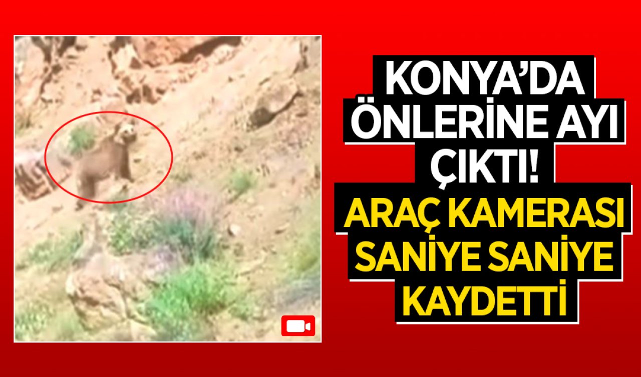 Konya’da önüne ayı çıktı! Araç kamerası saniye saniye kaydetti