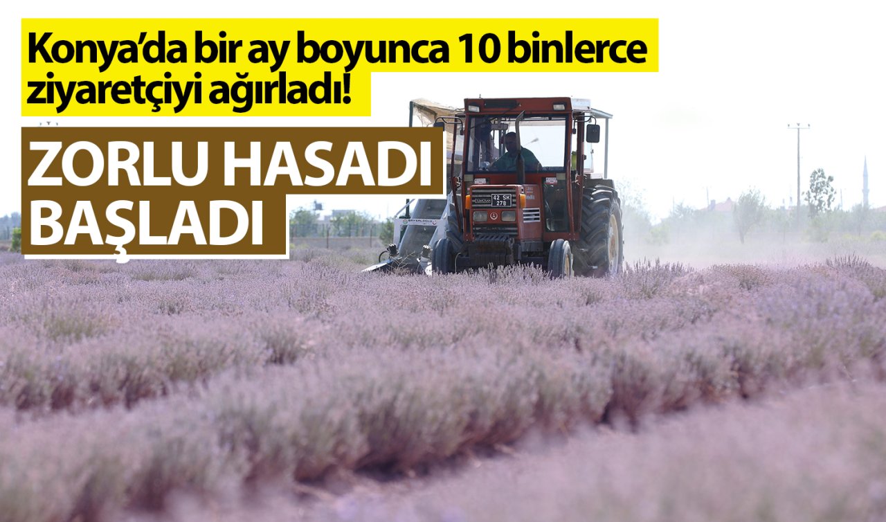  Konya’da 1 ay boyunca on binlerce ziyaretçiyi ağırladı! Zorlu hasadı başladı 
