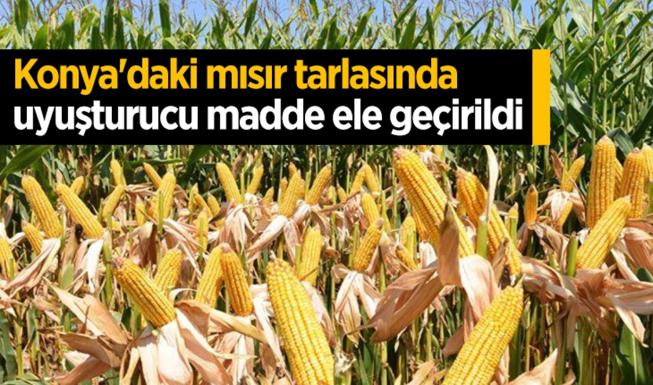 Konya’daki mısır tarlasında uyuşturucu madde ele geçirildi