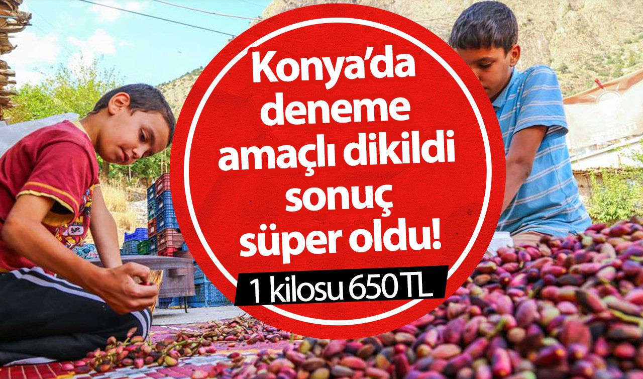 Konya’da deneme amaçlı dikildi sonuç süper oldu! 1 kilosu 650 TL 